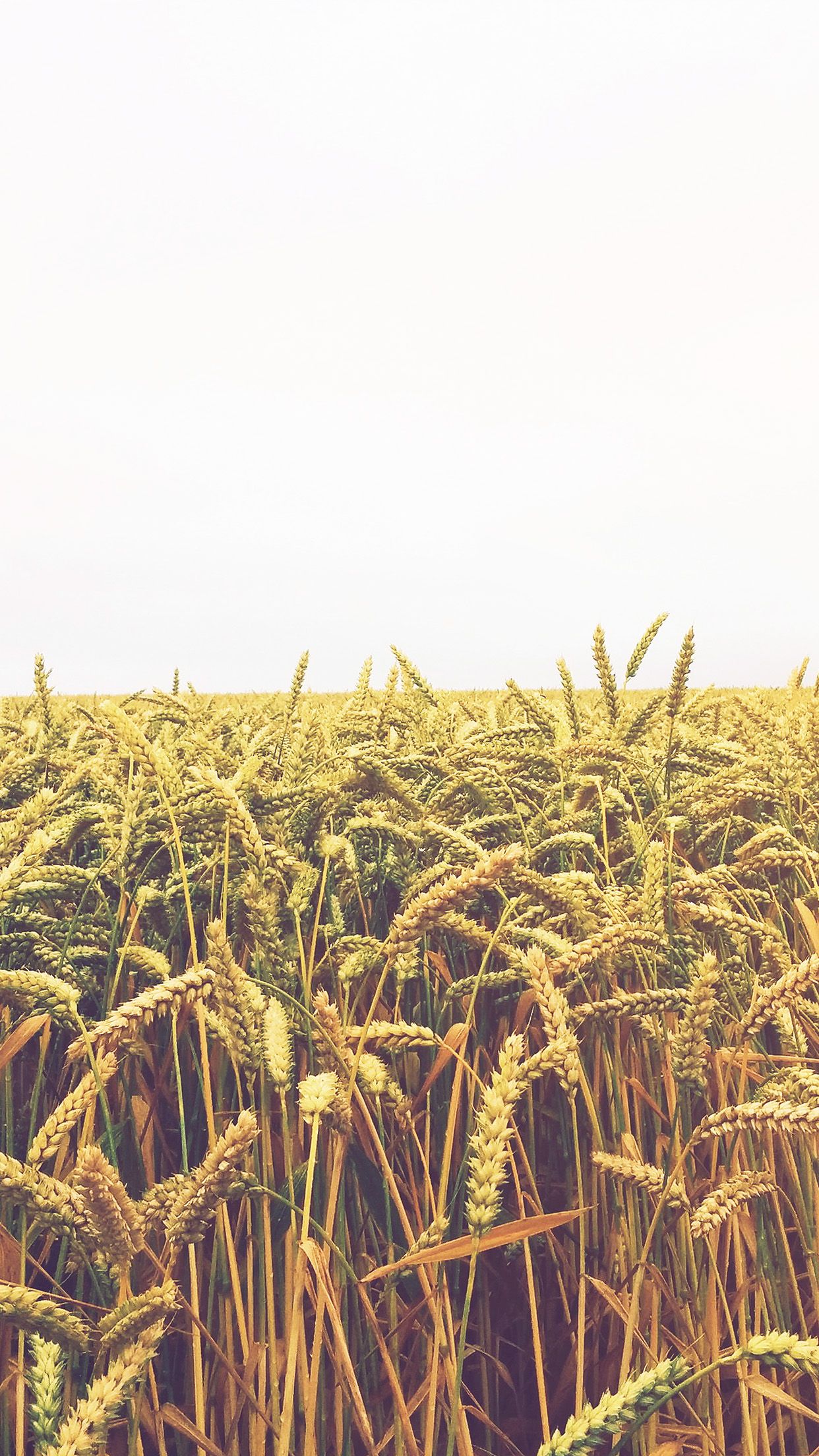 Flower Reed Field Rice Nature Green Yellow Flare Wallpaper