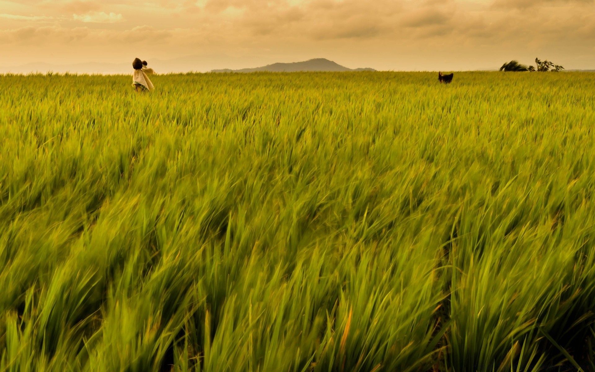 Rice Field Philippines