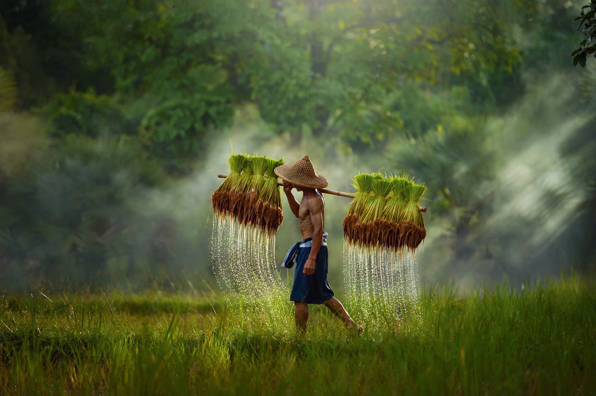 Free photo: Thai rice field, Crops, Field