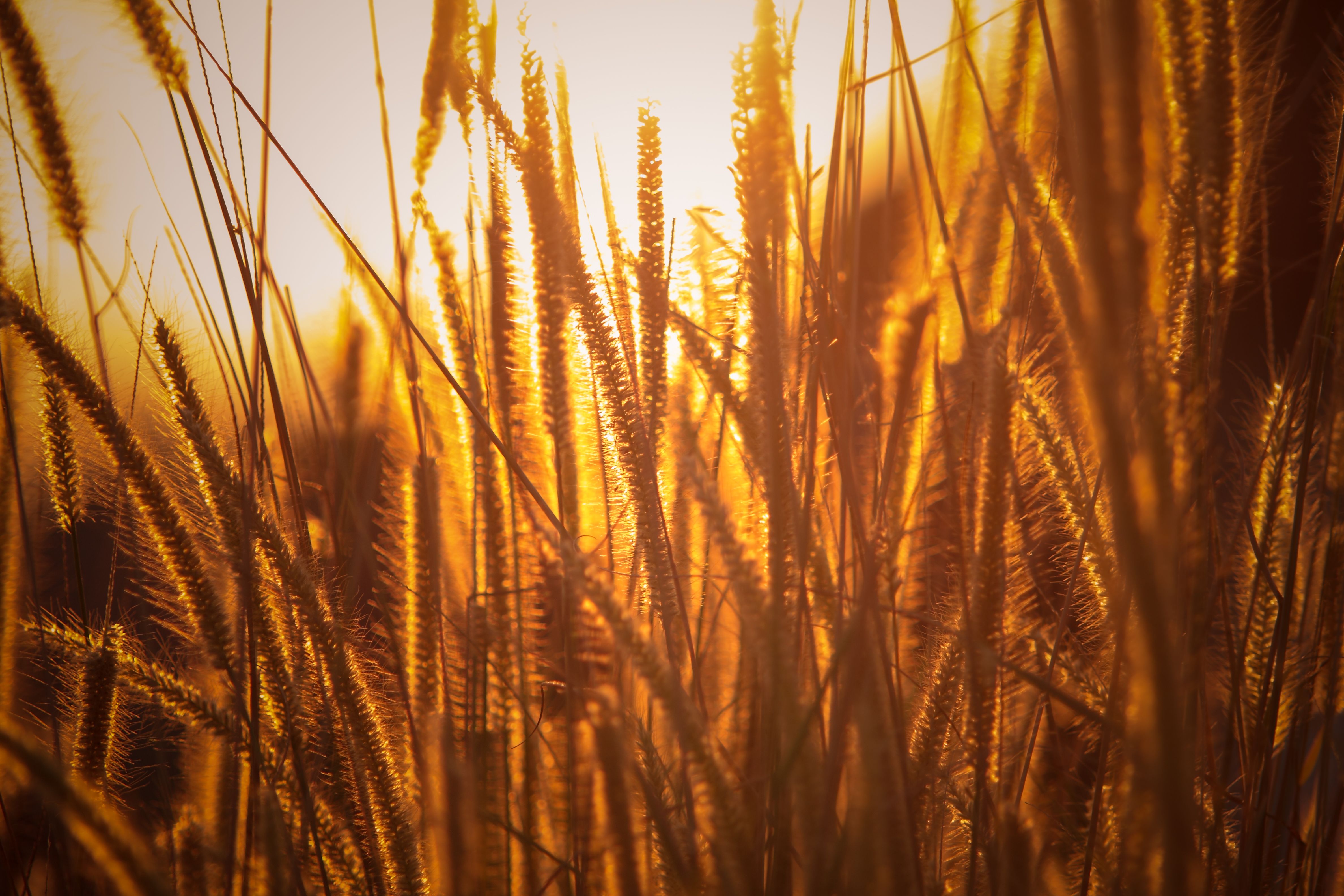 Rice Agriculture Field Golden Hour Grass 5k, HD Nature, 4k Wallpaper, Image, Background, Photo and Picture