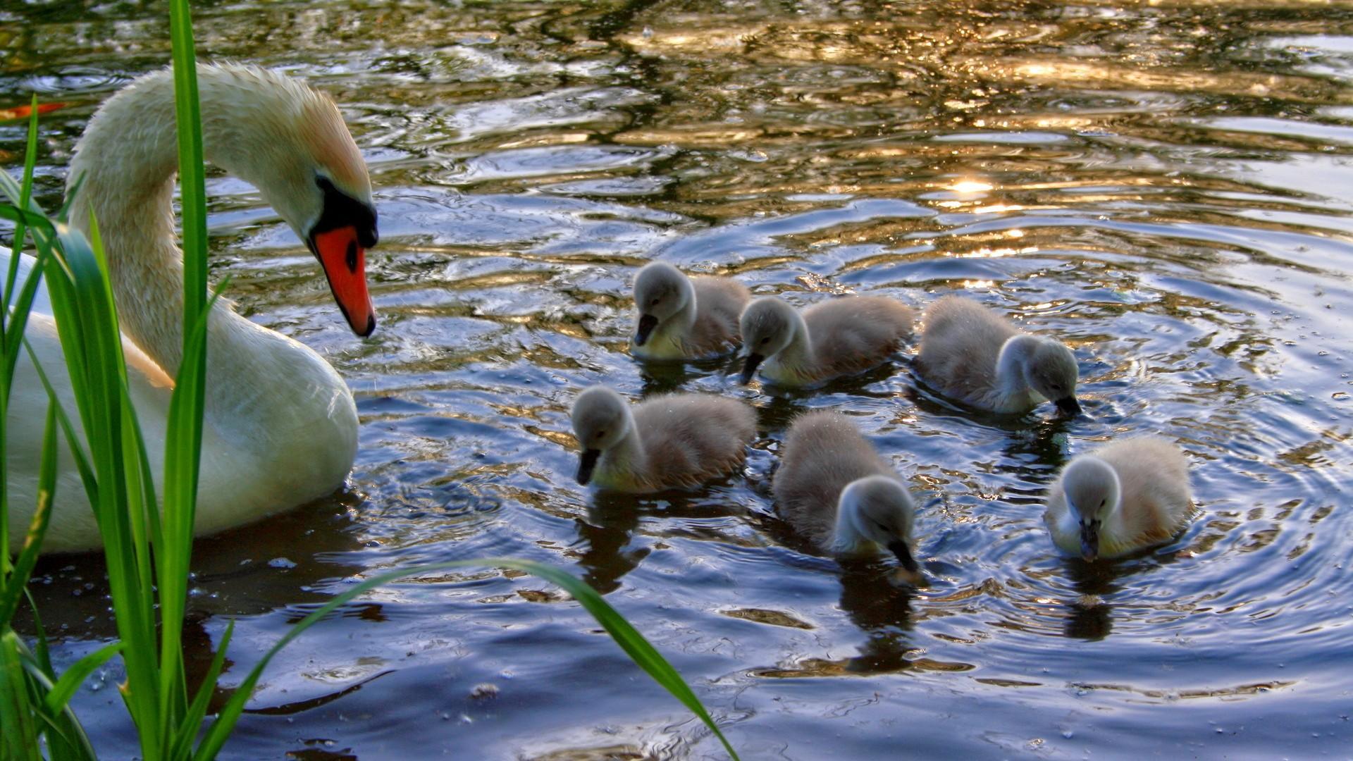 Mama Babies Praying Birds On Water