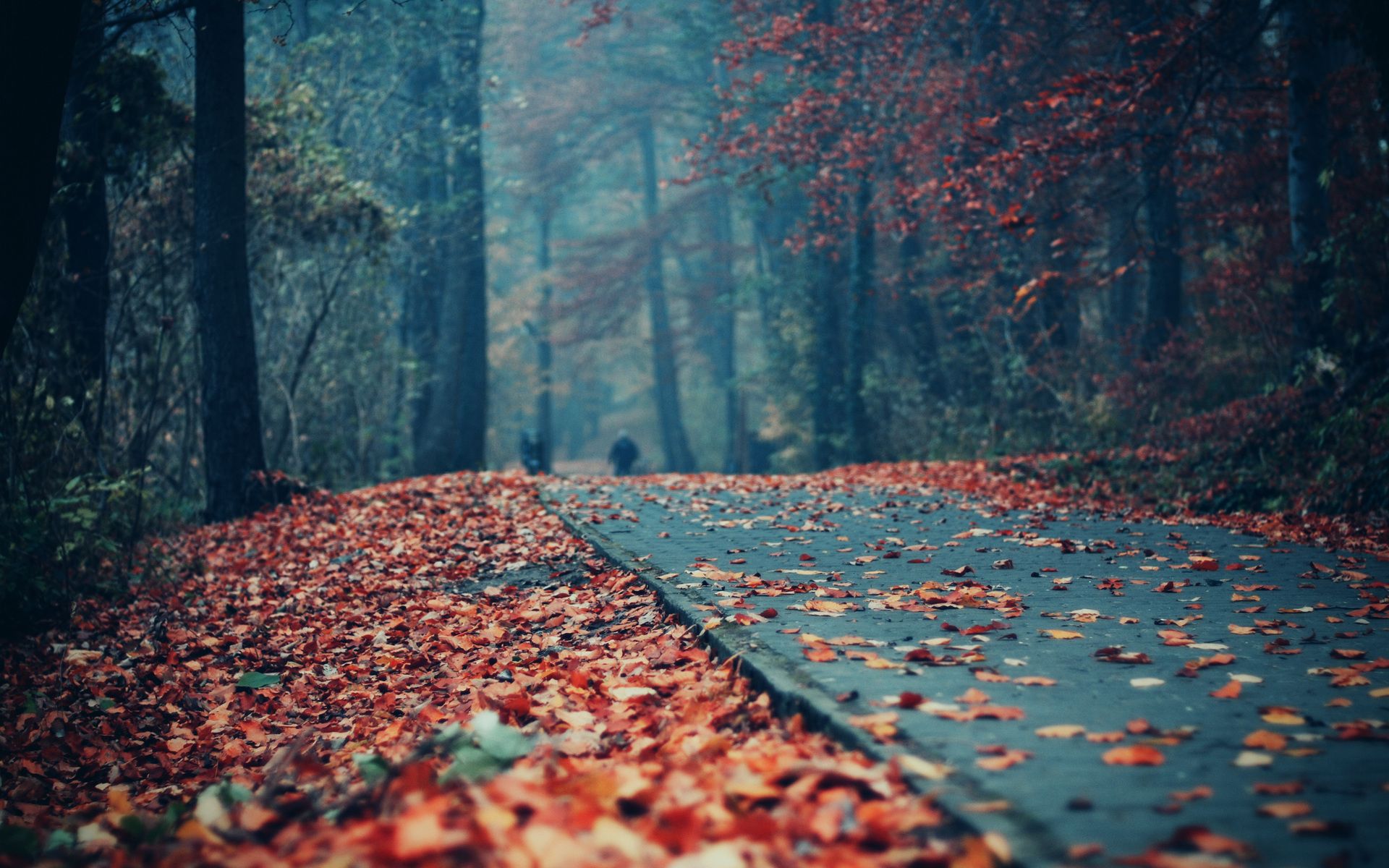 Road Deck Autumn Leaves Wallpaper