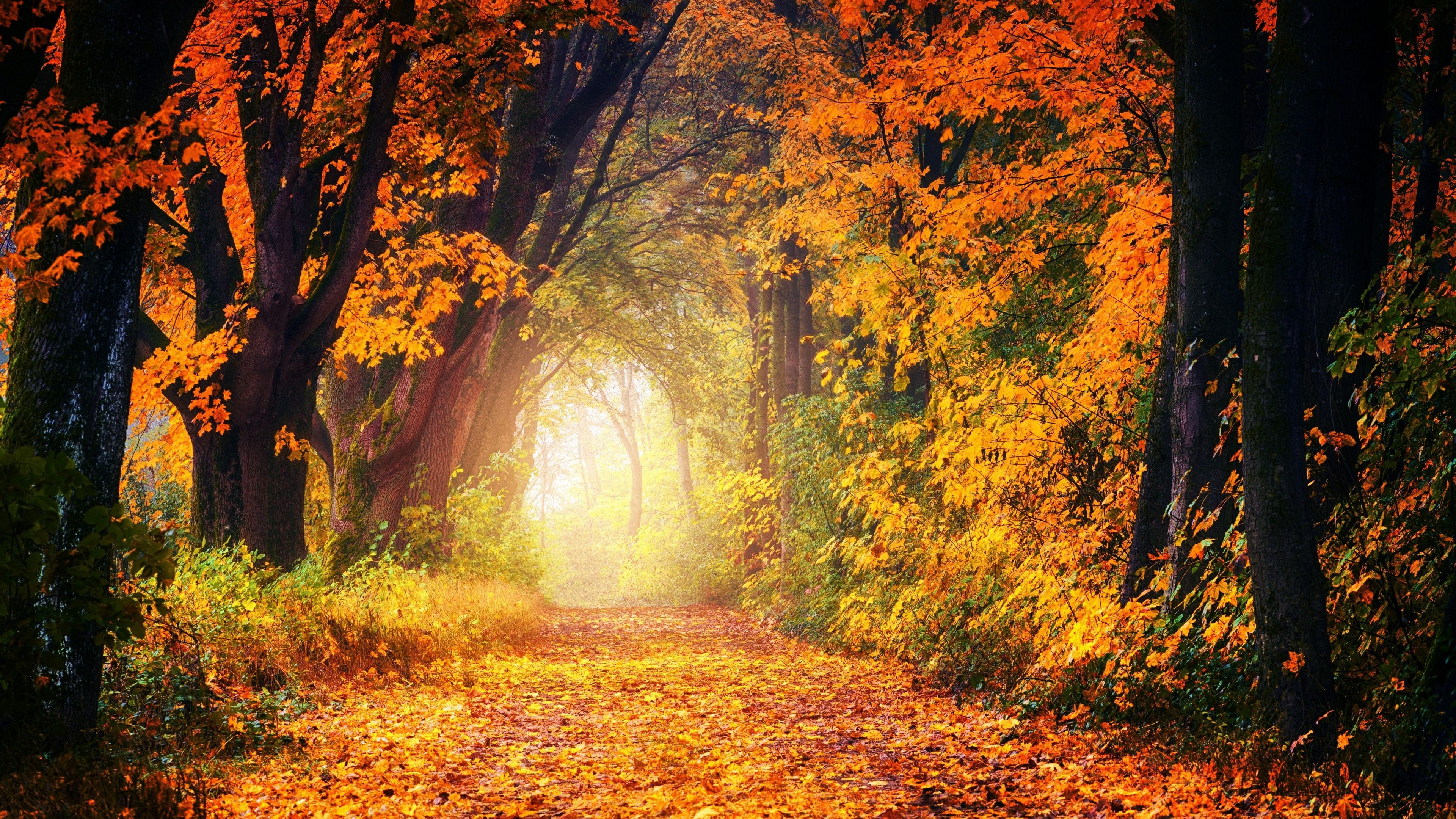 Download 3840x2160 Path, Autumn, Fall, Trees, Forest, Scenery, Cozy Wallpaper for UHD TV