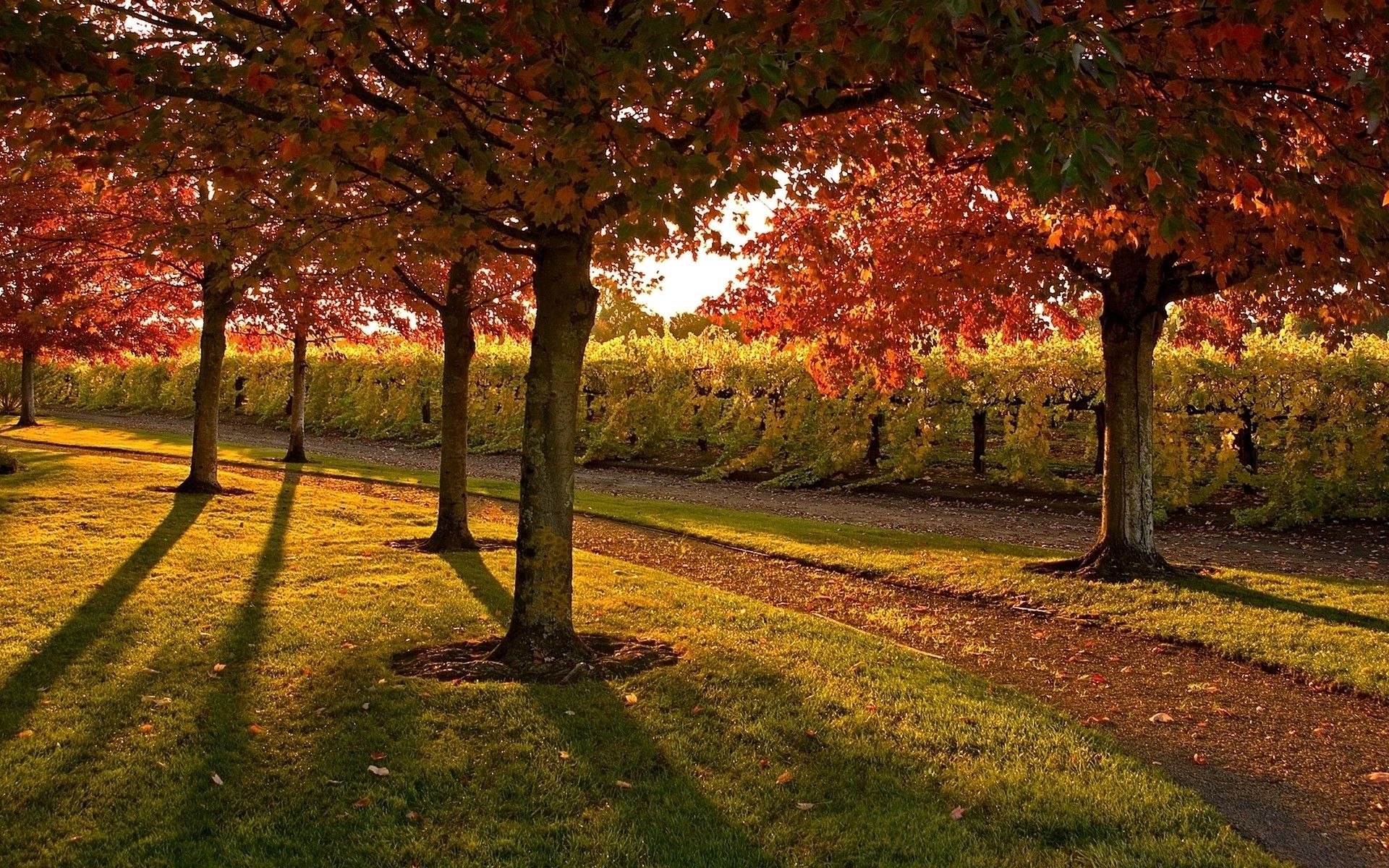 landscapes, nature, trees, leaves, garden, lawn, evening, footpath, autumn wallpaper