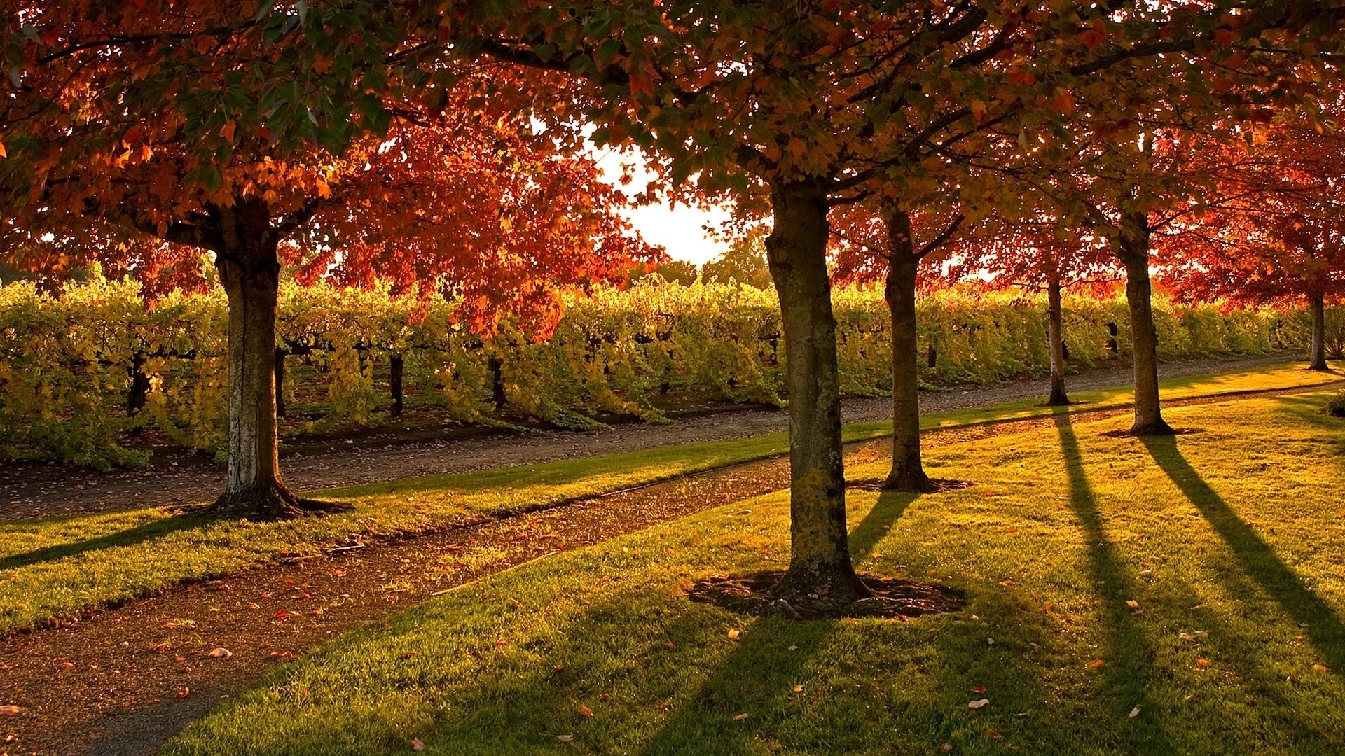 Download Wallpaper 1920x1080 garden, trees, autumn, footpath, poles, leaves, lawn, evening Full HD 1080p HD Background