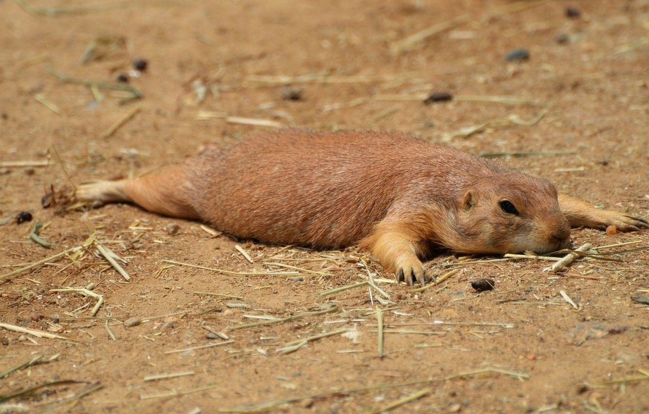 Wallpaper rodent, Prairie dog, out image for desktop, section животные