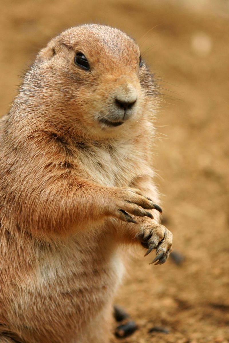 Download Wallpaper 800x1200 Prairie Dog, Animal, Sand, Clay, Habitat Iphone 4s 4 For Parallax HD Background