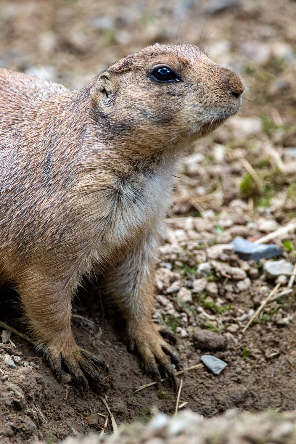 Prairie Dog Picture. Download Free Image
