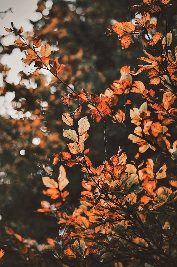 Fall Leaves. Autumn. We Love Fall. Fall Scenery. Fall wallpaper, Autumn photography, Autumn scenery