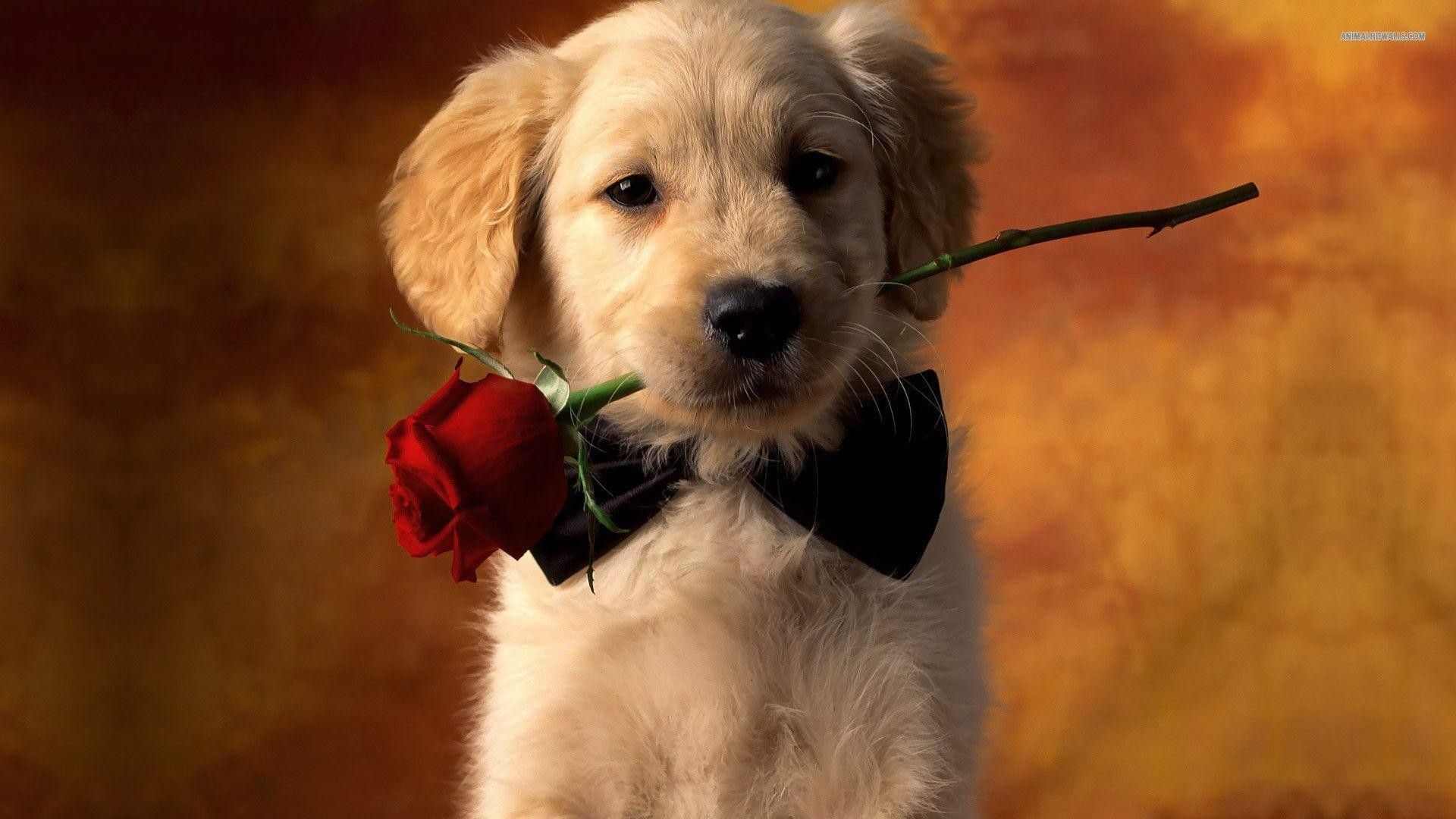 Golden Retriever Puppy Wallpaper Free Golden Retriever Puppy Background