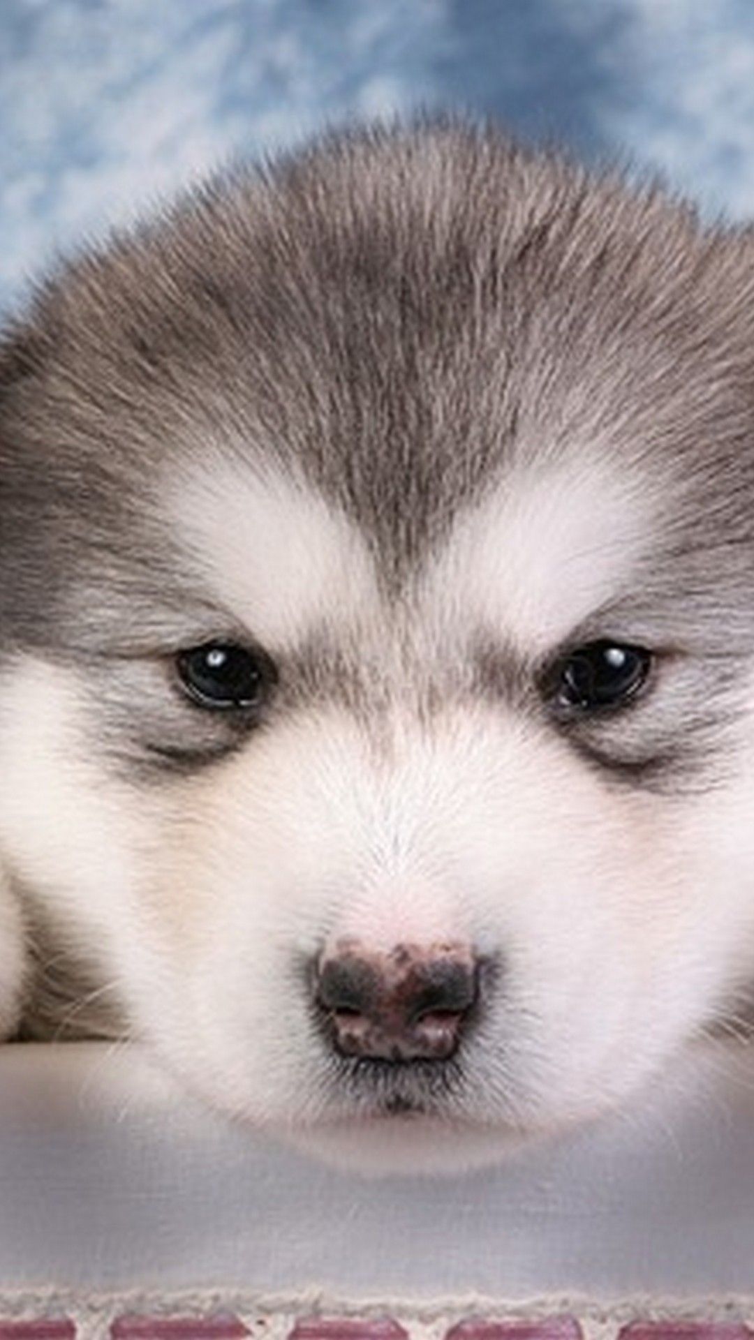 Cute Puppies Picture Wallpaper Android Android Wallpaper