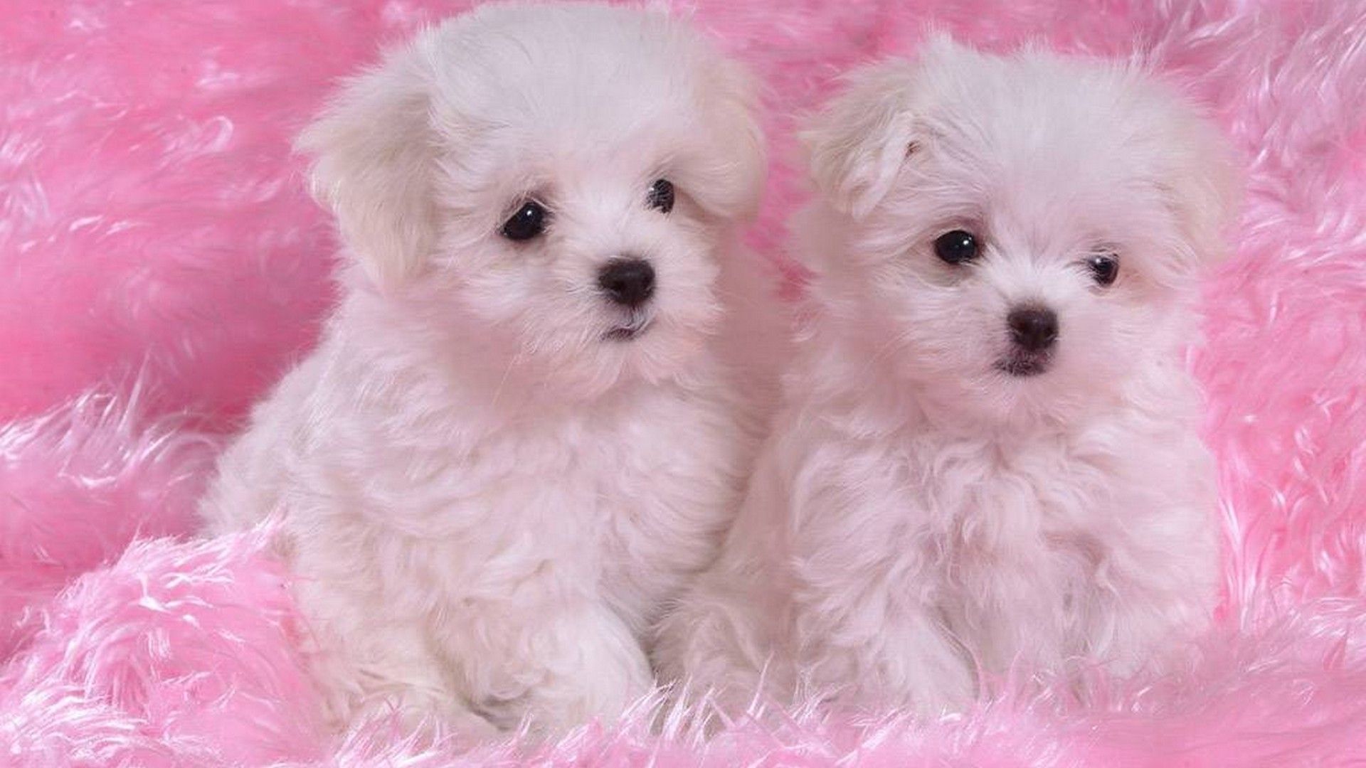 Cute Puppies Desktop Wallpaper Cute Wallpaper