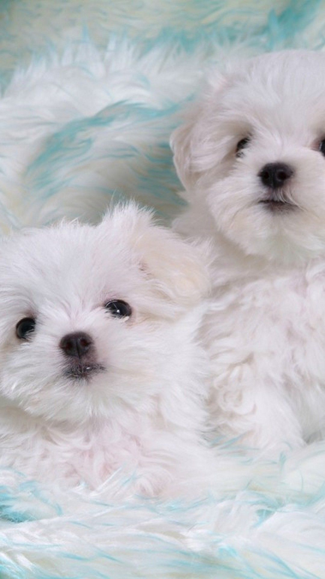 Maltese Puppies Wallpaper 04 Best Free Maltese Puppies Background For Android. Cute puppies, Puppy background, Puppy picture
