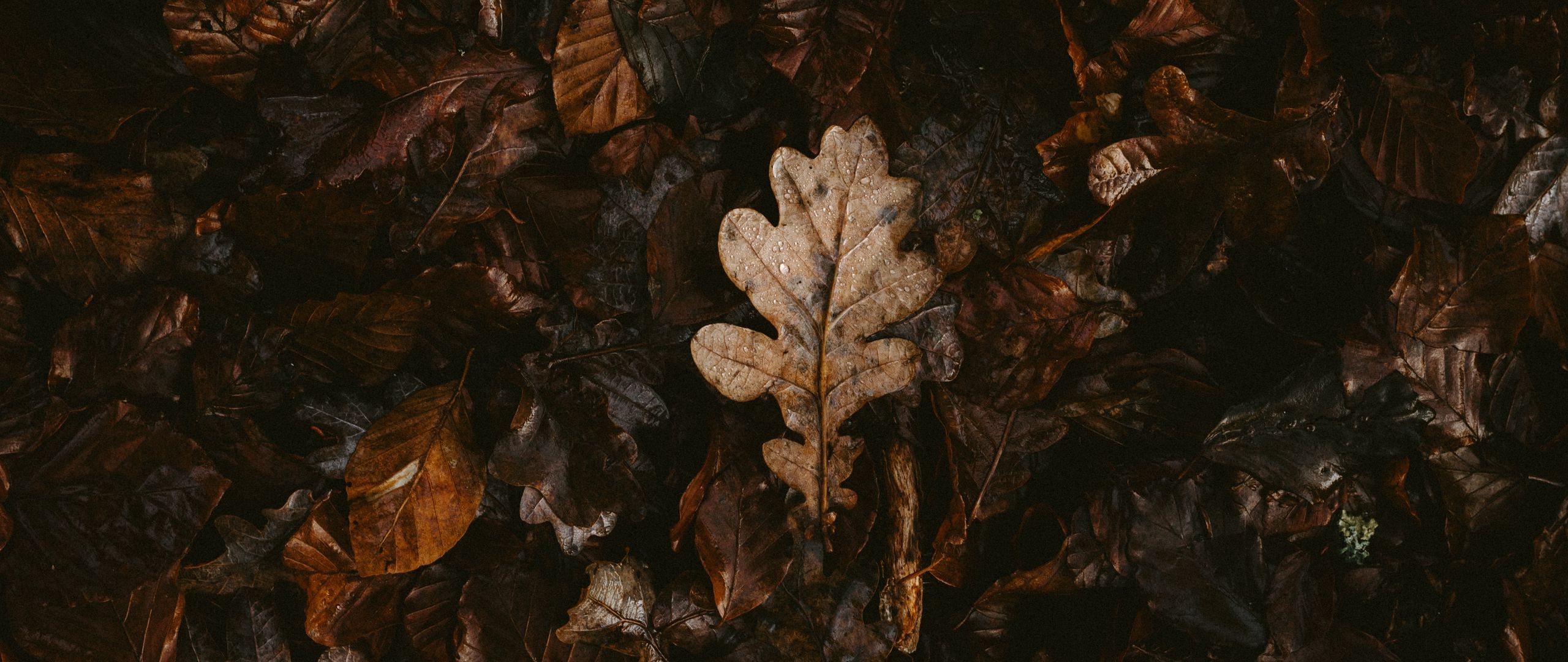 Download wallpaper 2560x1080 leaves, dry, fallen, autumn dual wide 1080p HD background
