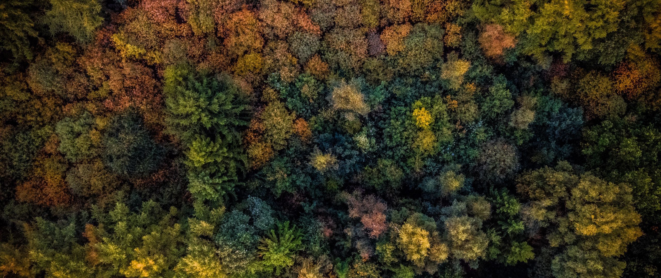 Download wallpaper 2560x1080 trees, view from above, autumn dual wide 1080p HD background