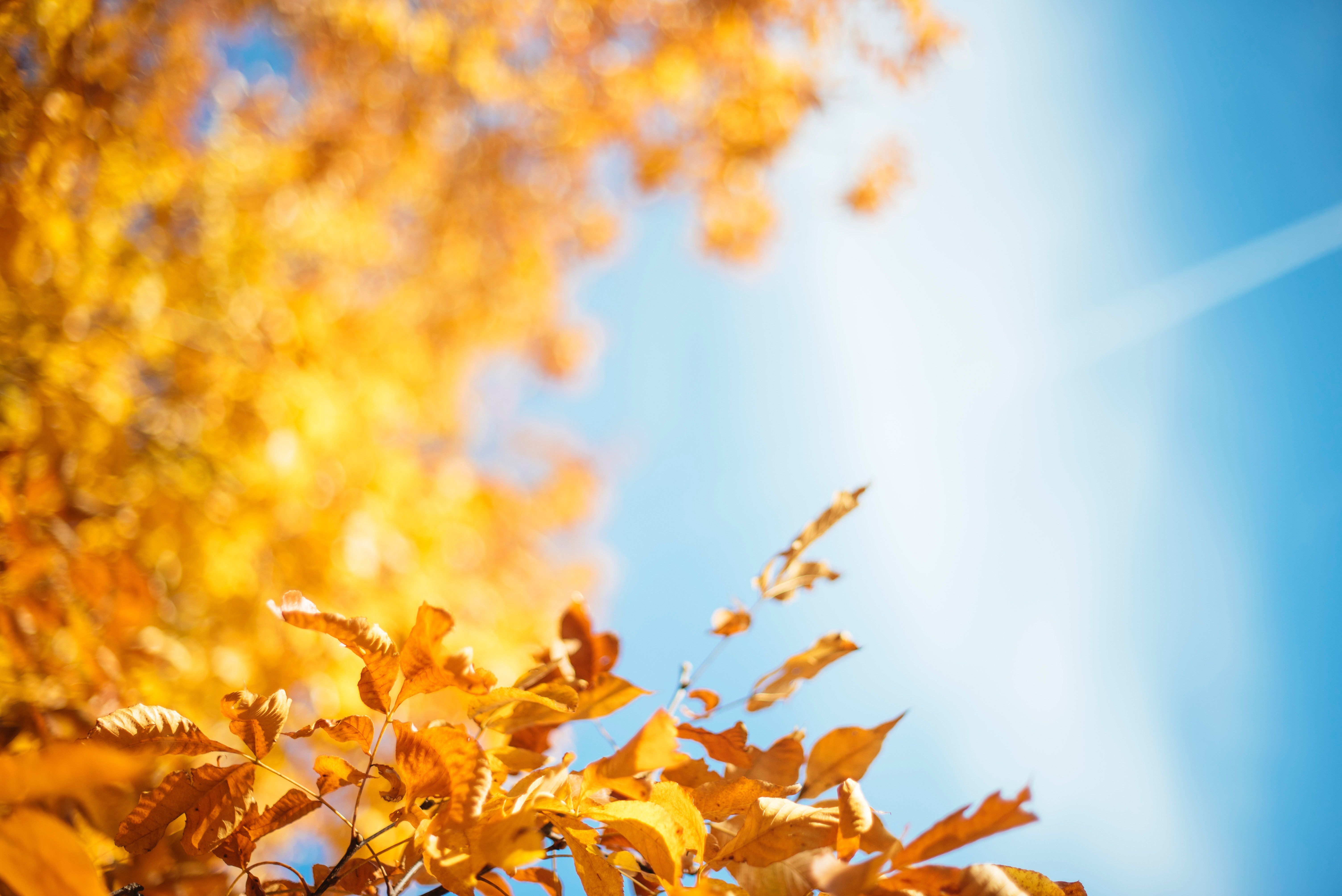 Autumn 4K wallpaper for your desktop or mobile screen free and easy to download