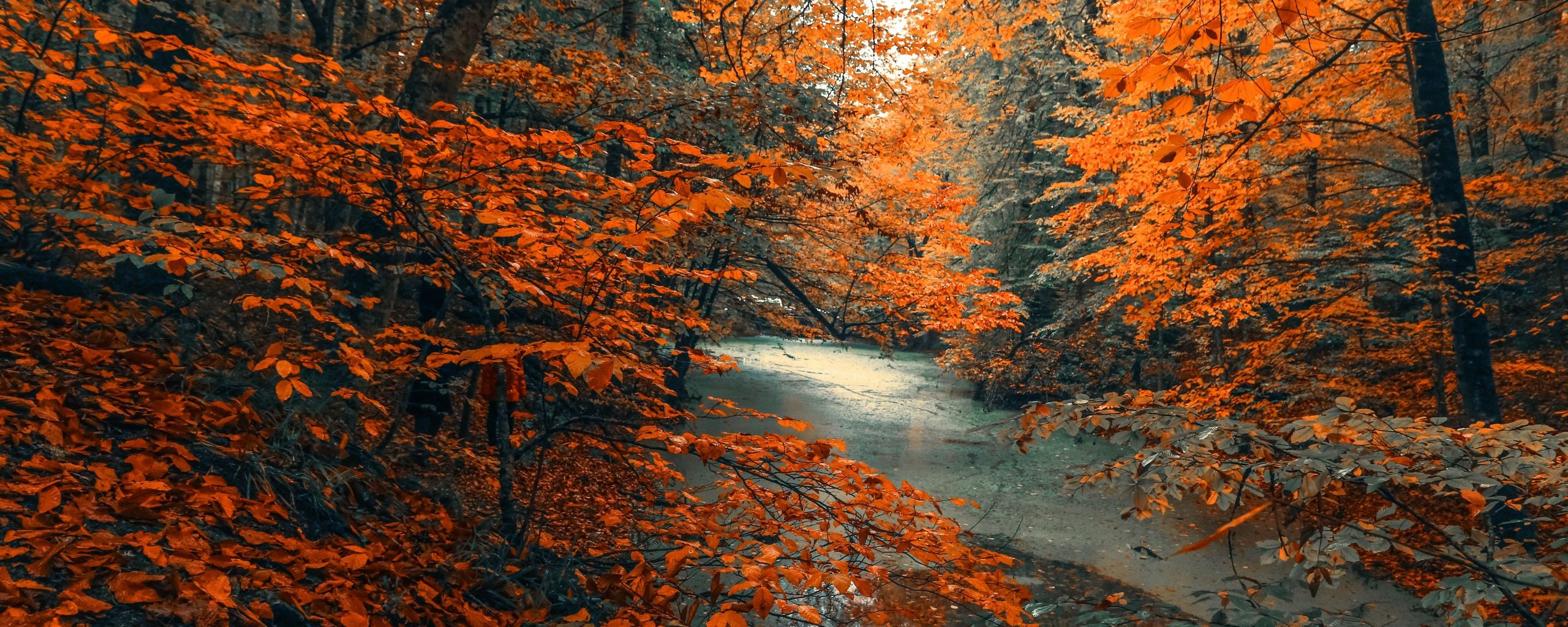 Download 2560x1024 wallpaper tree, forest, nature, orange branches, tree, autumn, dual wide, wide 21: widescreen, 2560x1024 HD image, background, 21127