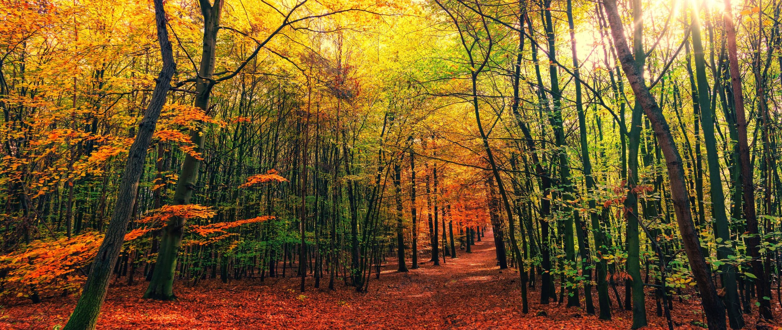 Download 2560x1080 wallpaper autumn, leaves, fall, tree, forest, nature, dual wide, widescreen, 2560x1080 HD image, background, 15509