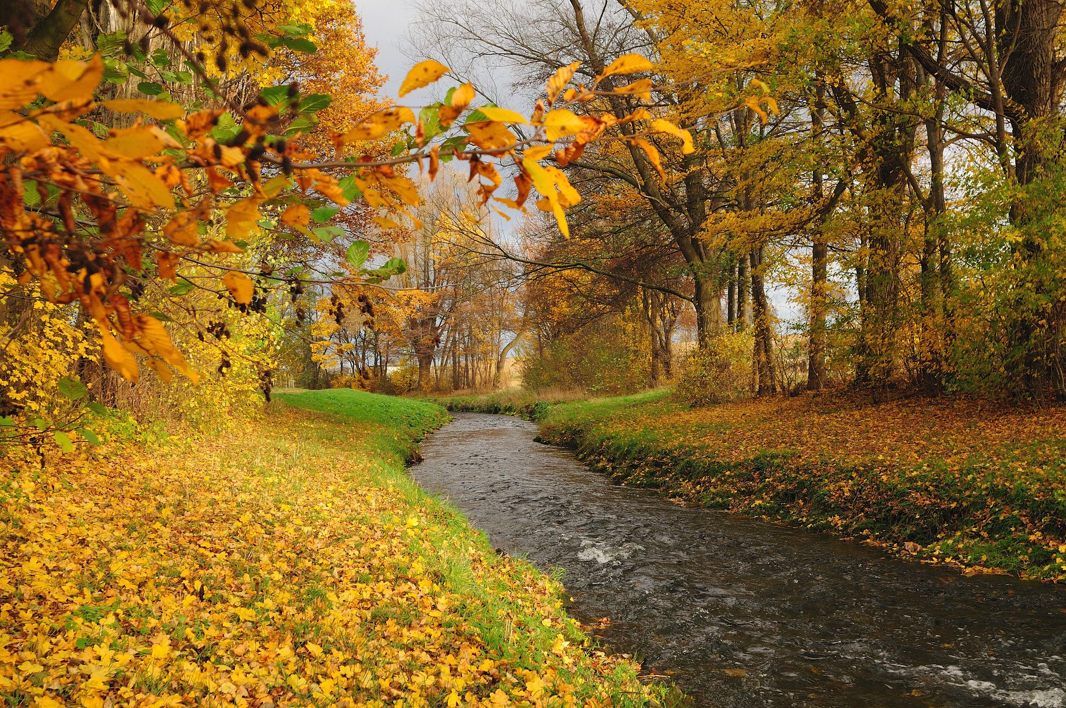 autumn, River, Forest, Trees, Landscape Wallpaper HD / Desktop and Mobile Background