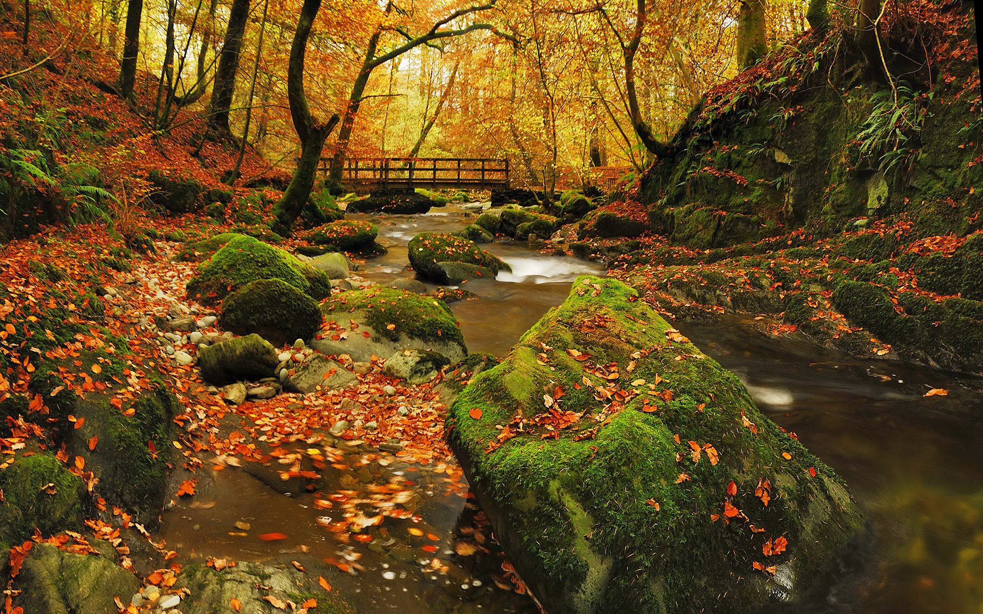 Autumn River Picture