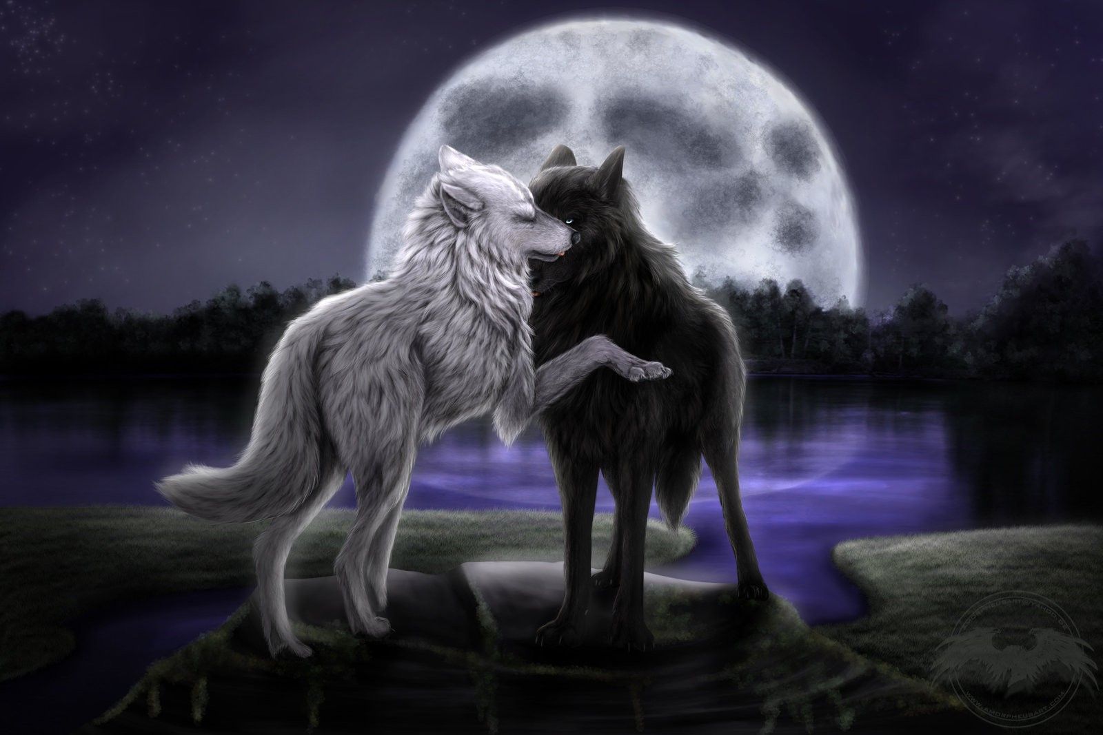 Wolf Love Wallpapers Wallpaper Cave 