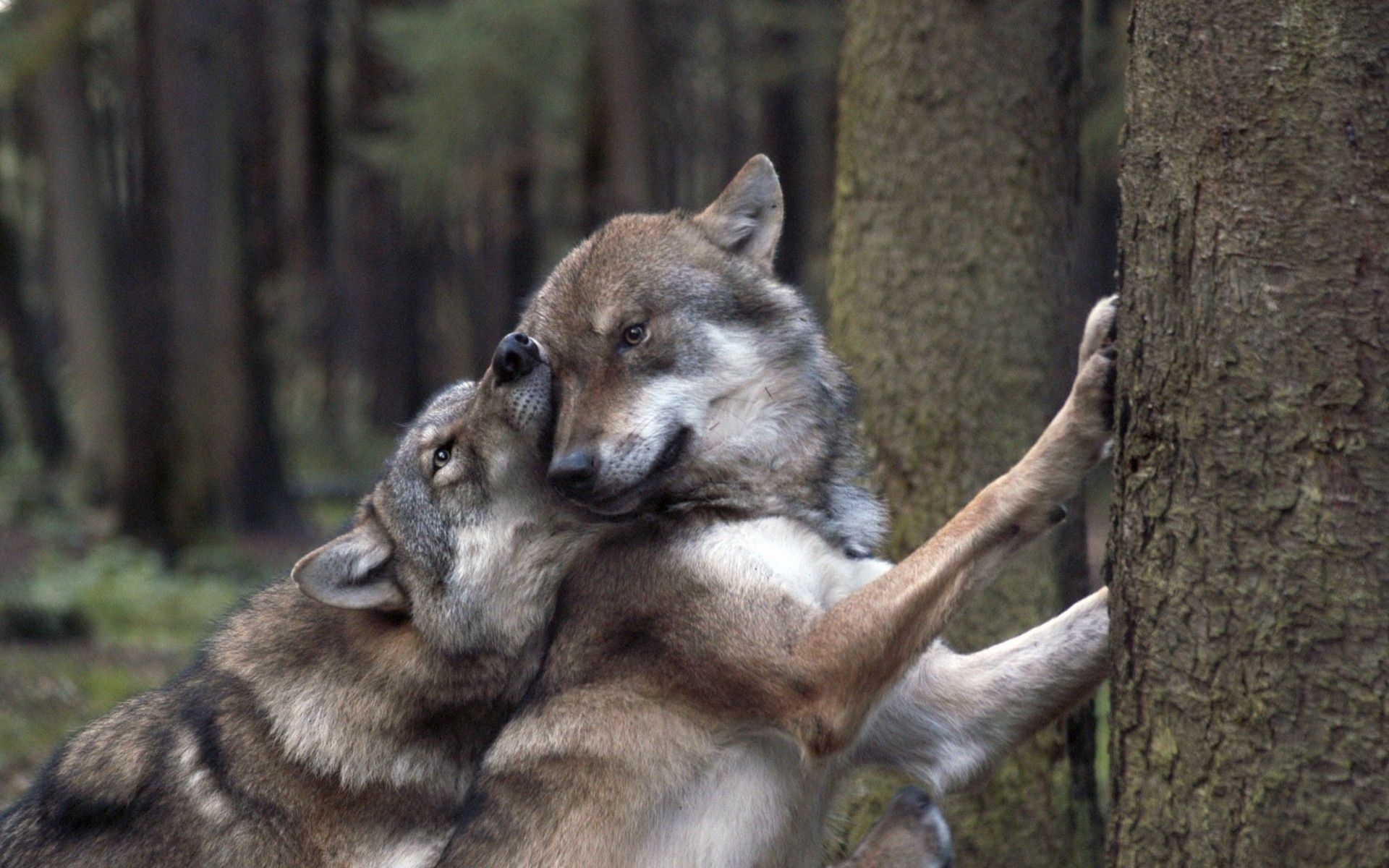 Wolves in love wallpaper download. Wallpaper, picture, photo
