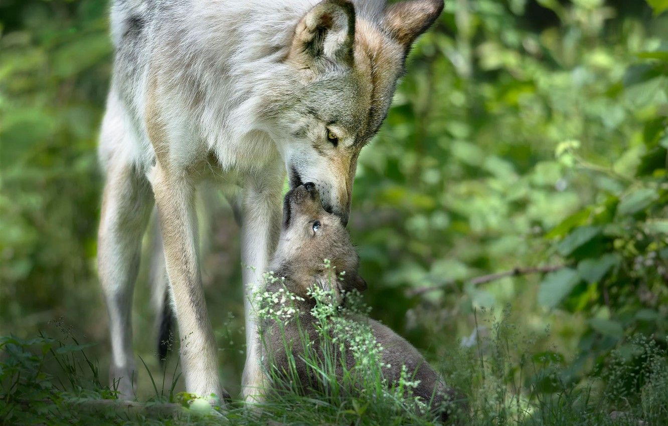 Wallpaper care, wolf, wildlife, the cub image for desktop, section ситуации