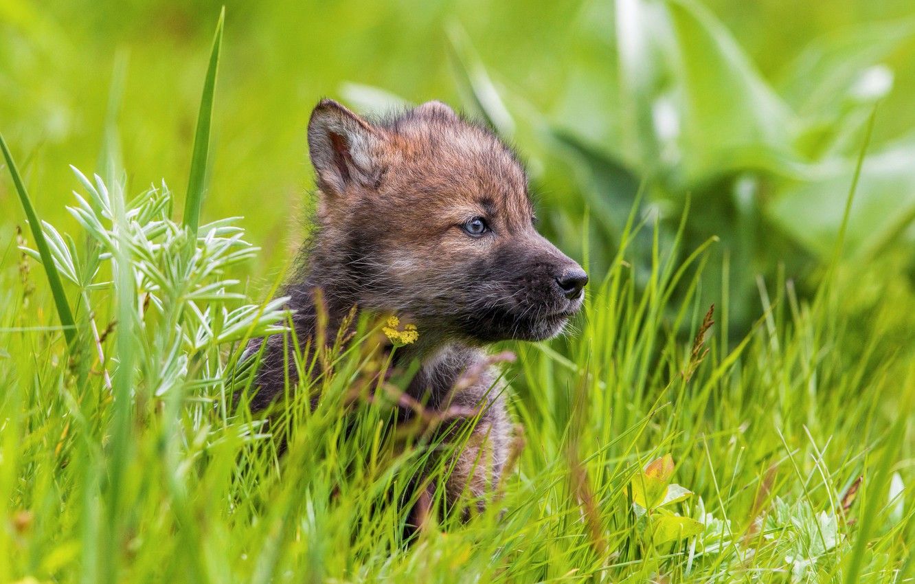 Wallpaper summer, grass, wolf, spring, puppy, the cub image for desktop, section животные