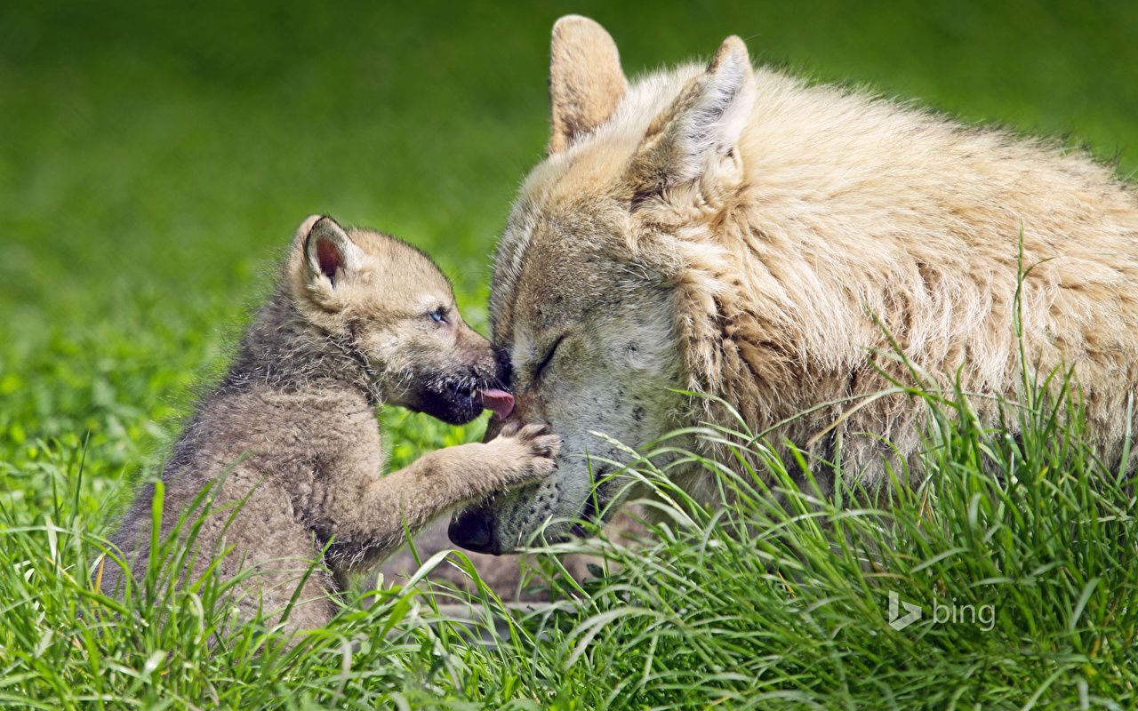 Desktop Wallpaper Wolves Cubs Two Grass animal