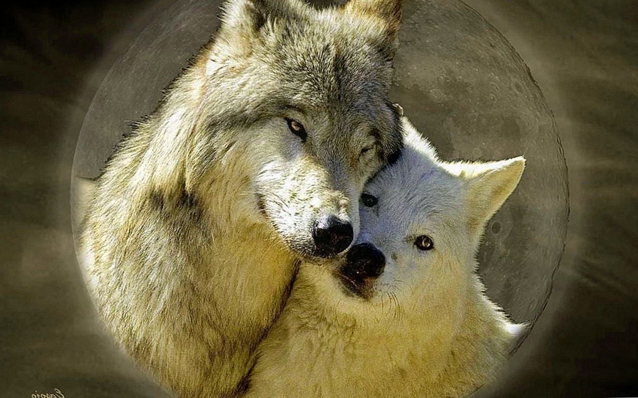 Wolf Love Wallpaper Wallpaper.Pro