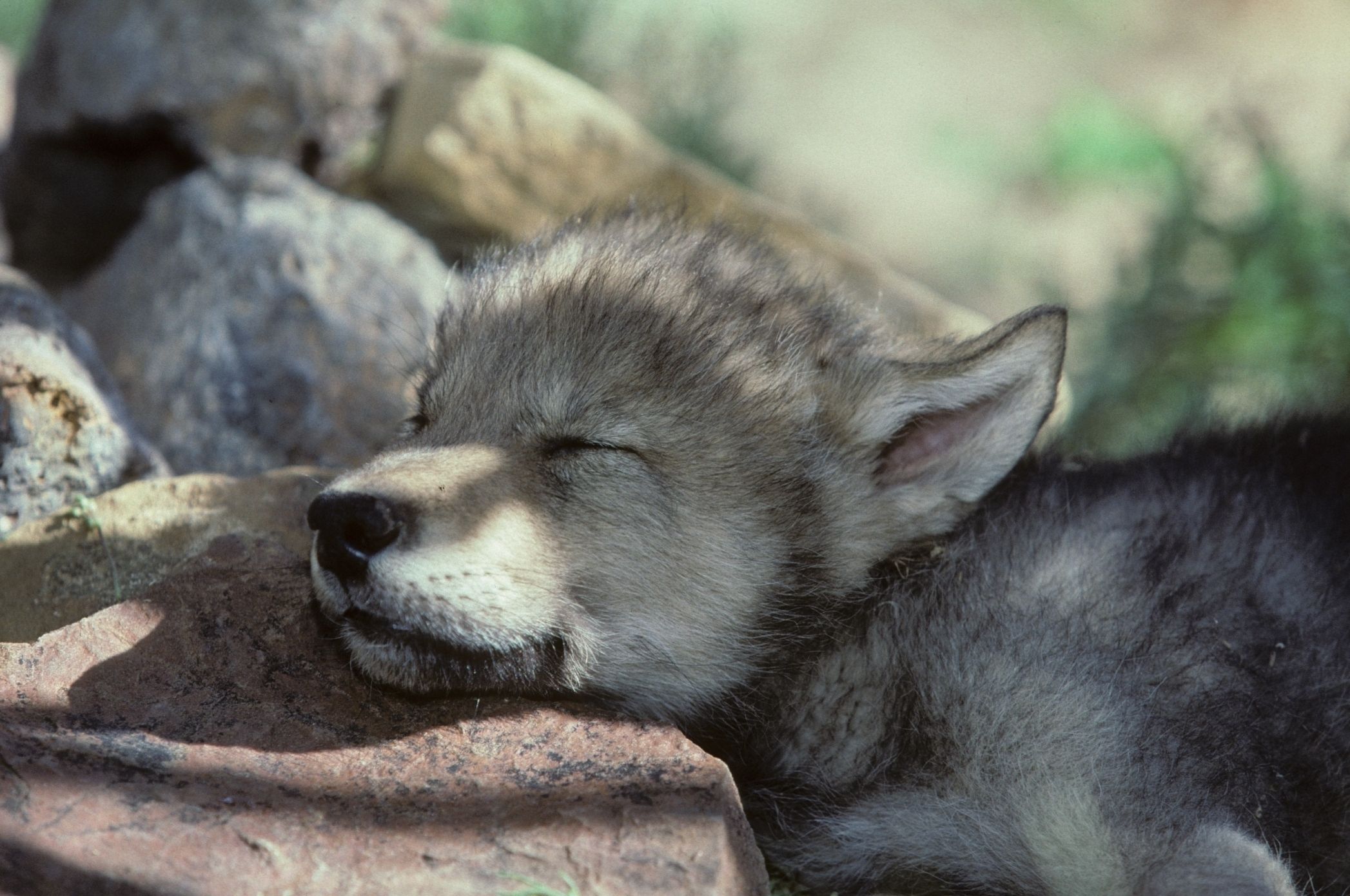 Animals_other_sleeping Pup_ (JPEG Image, 2094 × 1390 Pixels) (45%). Wolf Pup, Wolf Dog, Wolf Puppy