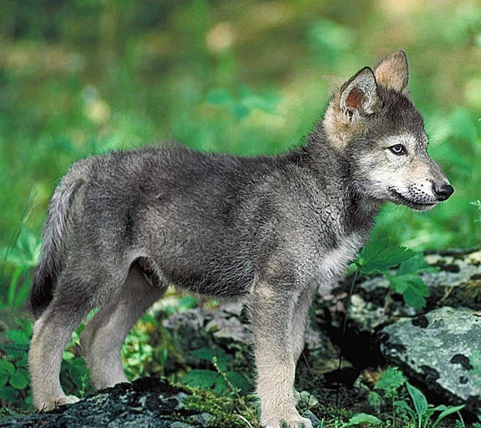 Wolf Cub wallpaper