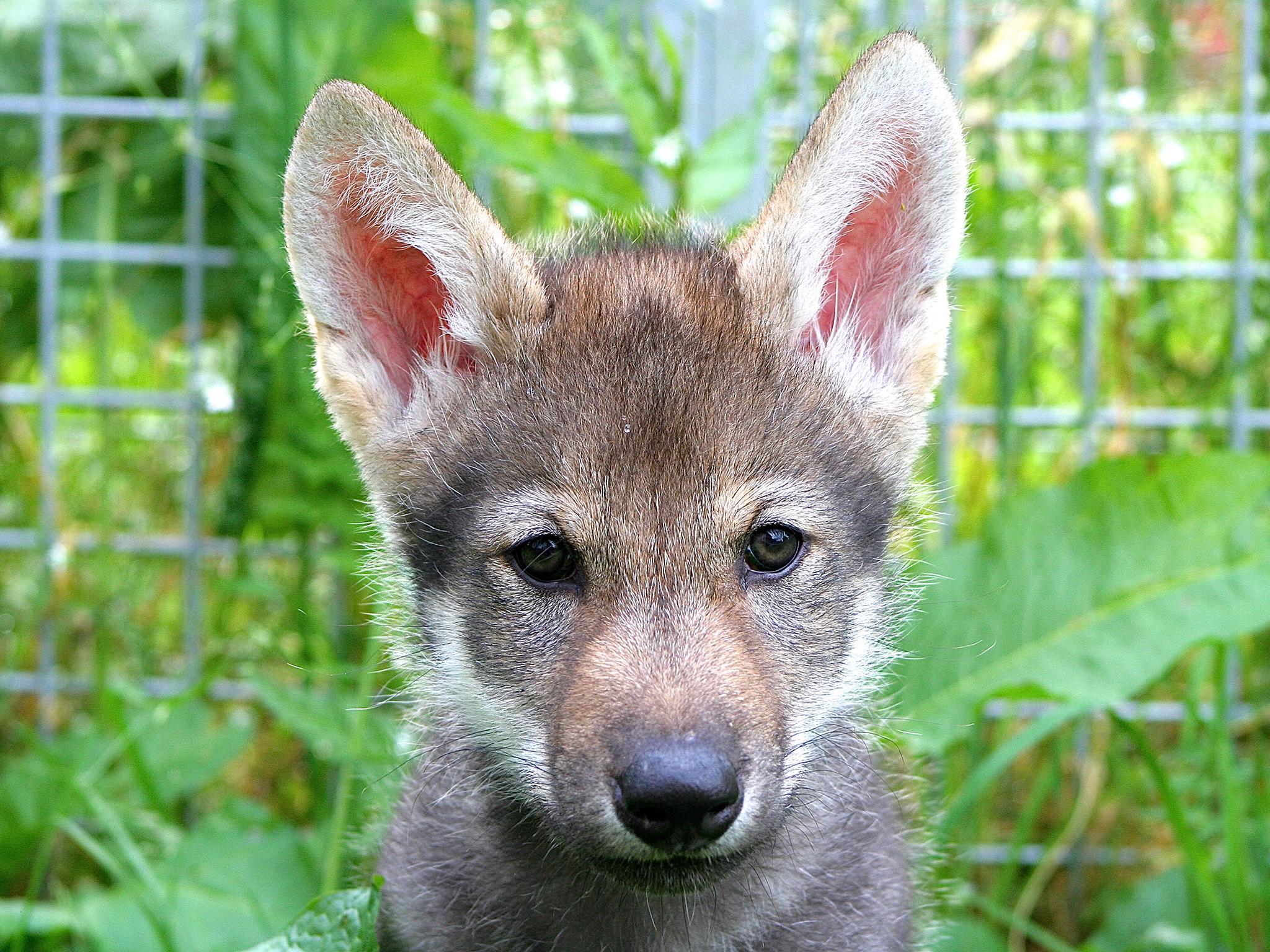 Scientists discover wolf cubs also play fetch, behaviour thought to belong to dogs alone