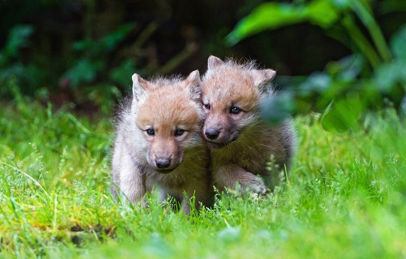 Wallpaper greens, grass, the dark background, wolf, pair, small, wolves, kids, a couple, the cubs, two, wildlife, the cub, two wolf image for desktop, section животные