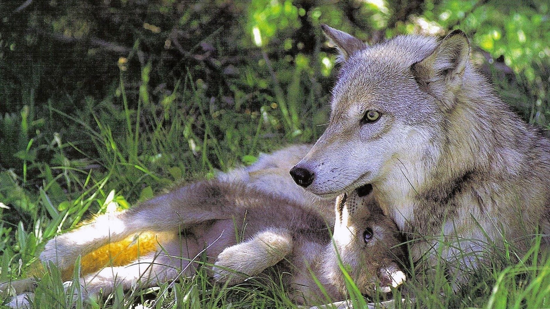 Wolf Cub Wallpaper Wallpaper.Pro