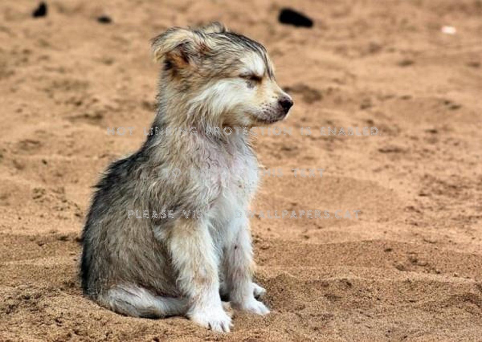 Самый маленький Волчонок в мире