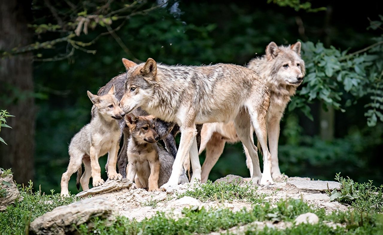Desktop Wallpaper wolf Cubs animal