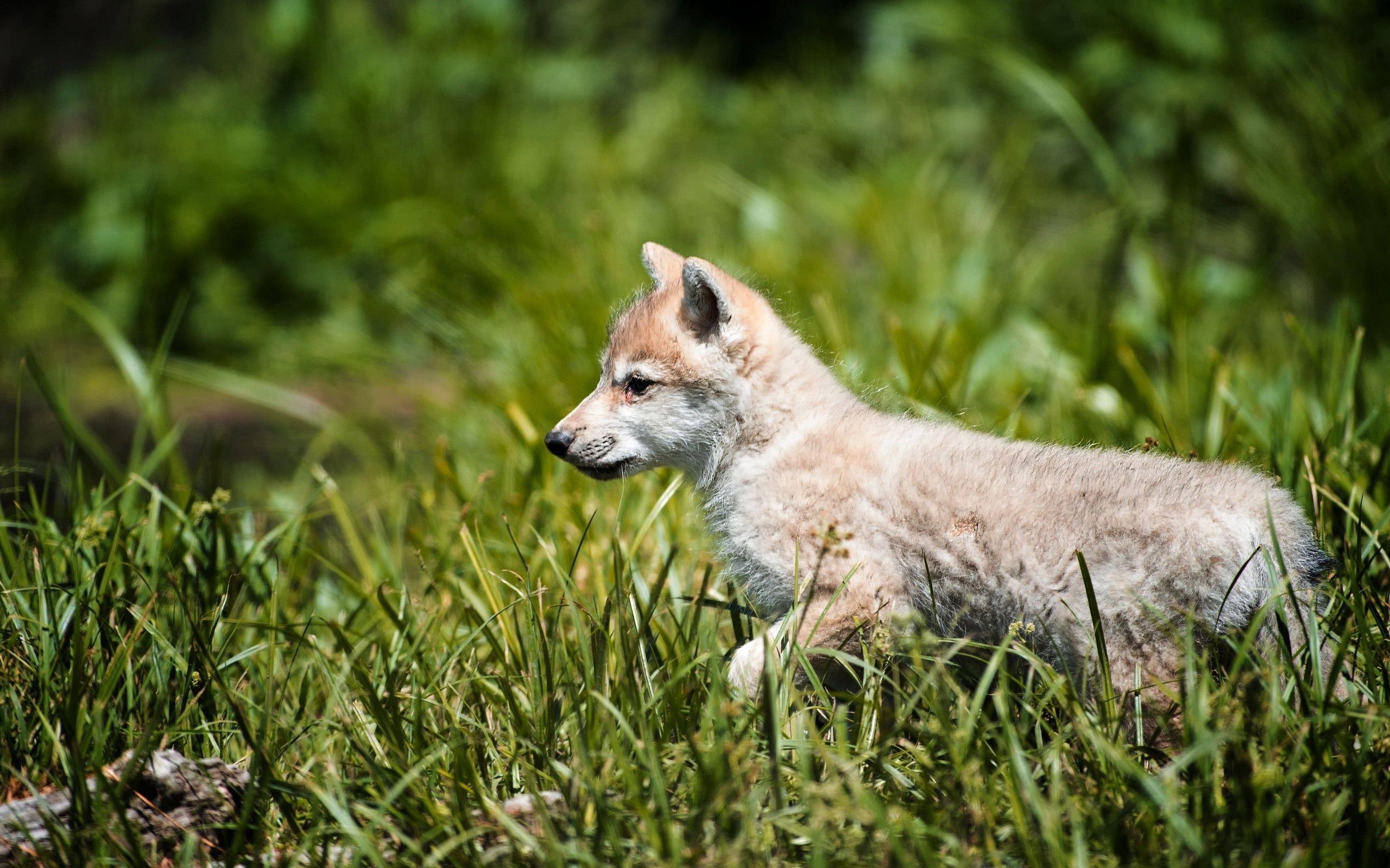 Wallpaper Wolf cub walk in grass 2560x1600 HD Picture, Image