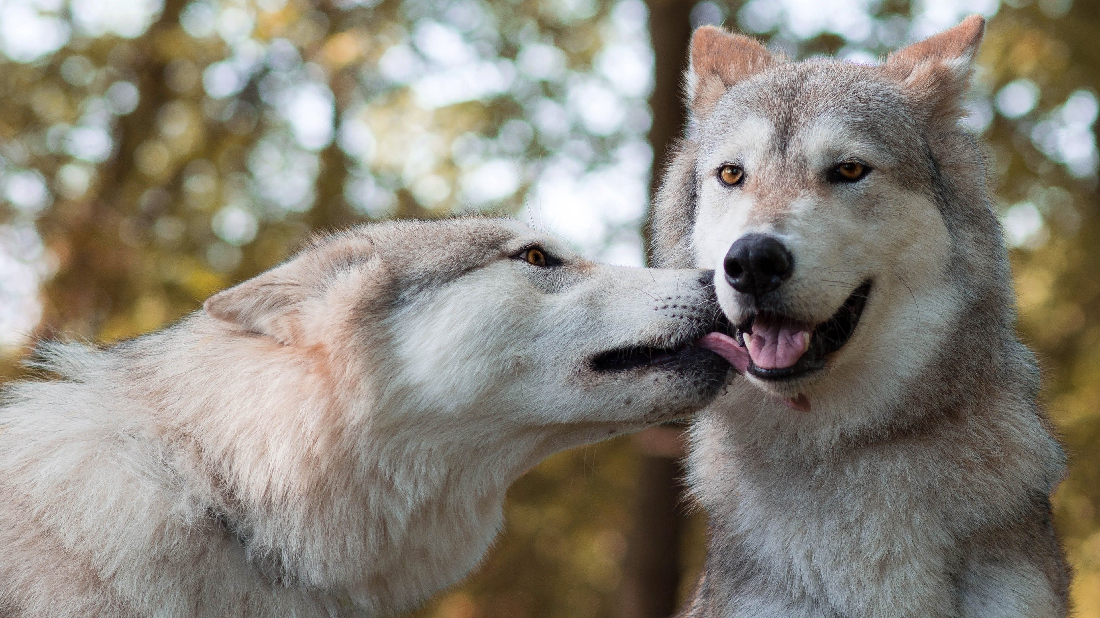 Animal Wolf Love 4K HD Wallpaper