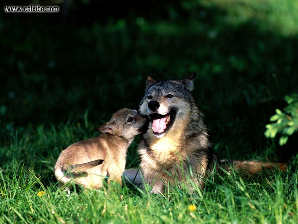 Animals: Mothers Love Wolf With Cub, picture nr. 8804