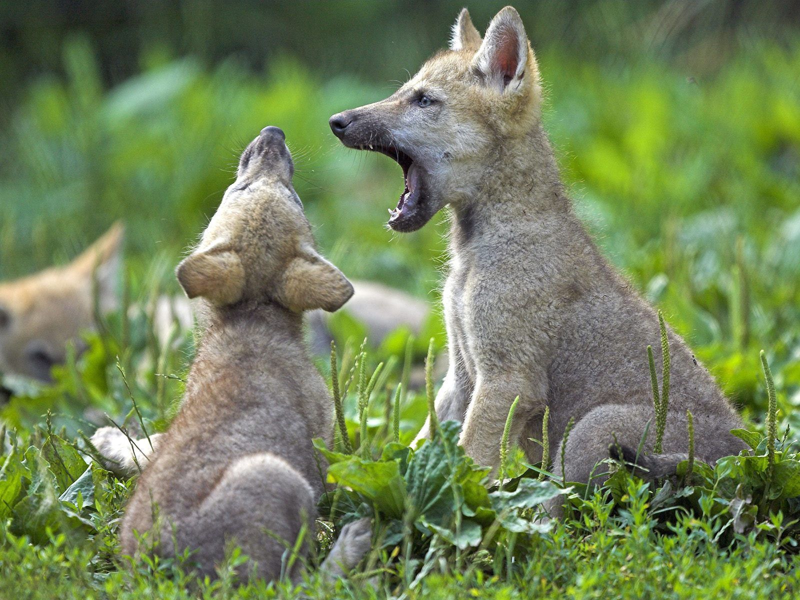 Download wallpaper 1600x1200 wolf cubs, cubs, wolf, grass, couple HD background