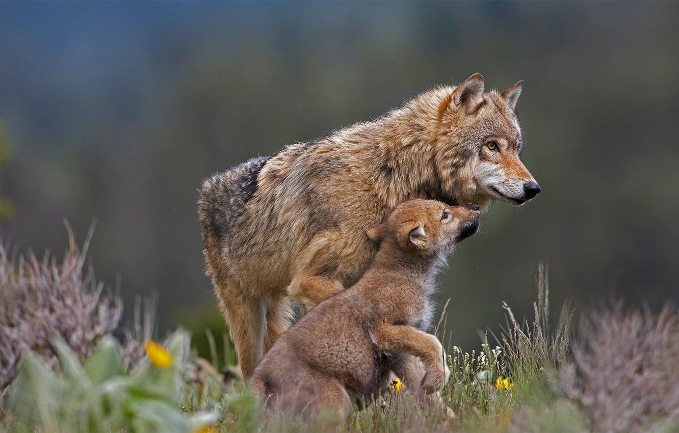 Wallpaper wolf, predator, the cub image for desktop, section животные