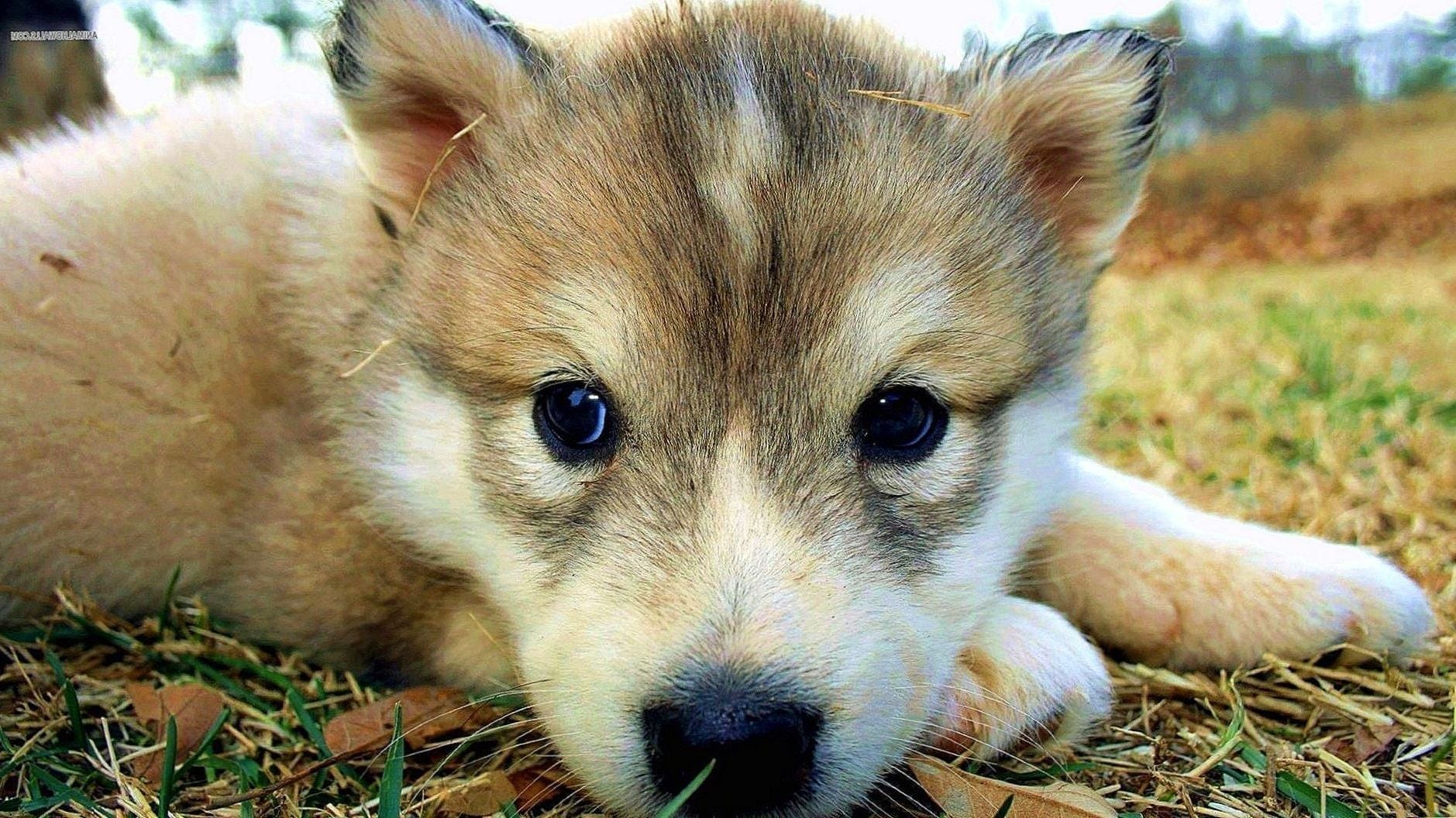 Cute Wallpaper Wolf