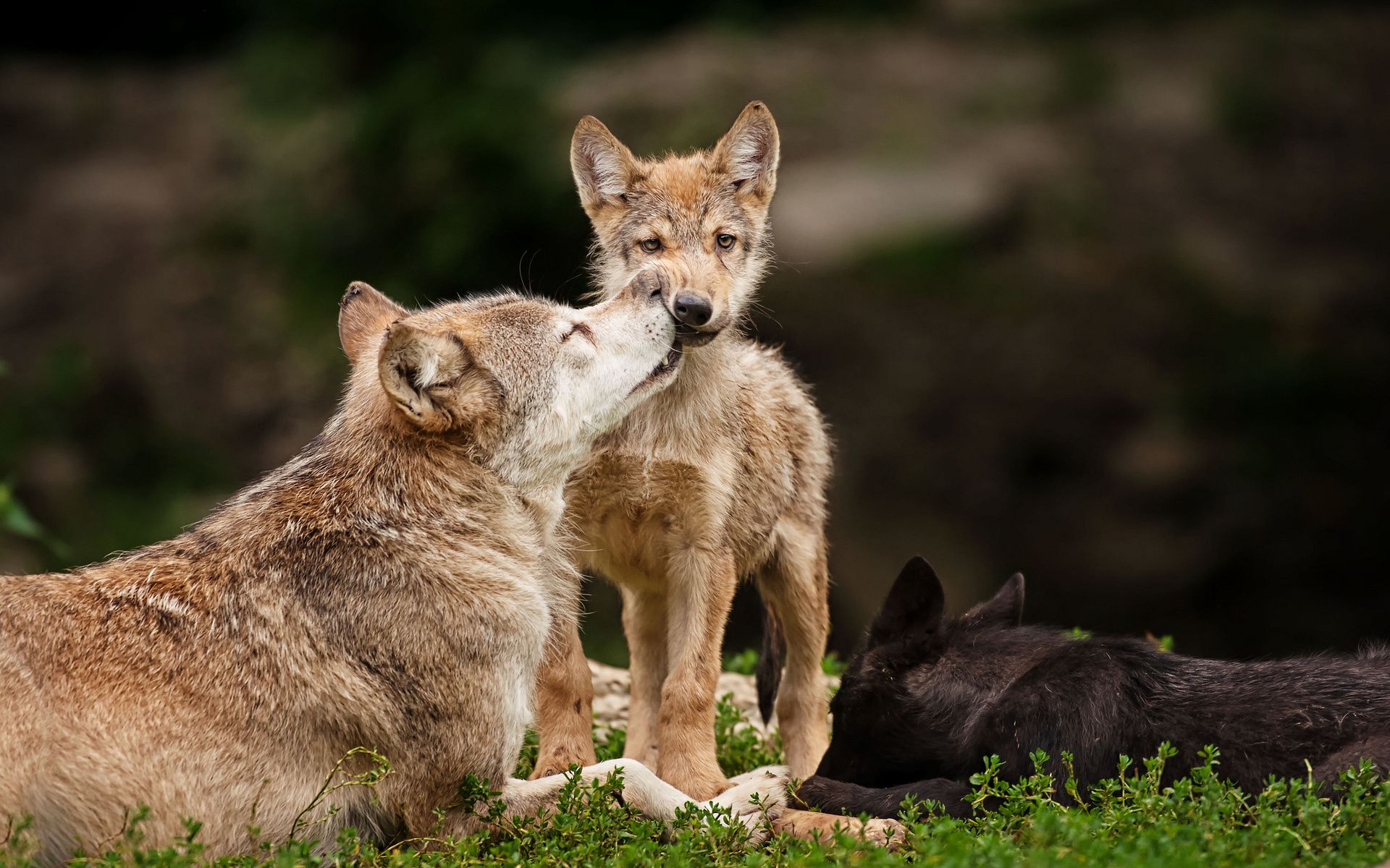 Animals wolf wolves wildlife predators babies cubs mother mom love cute face eyes stare look fur whiskers wallpaperx1200