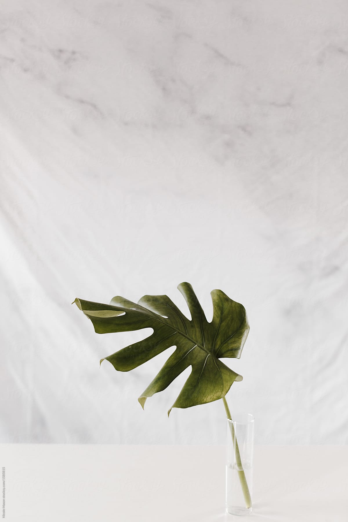 Large green leaf in vase with white marble background