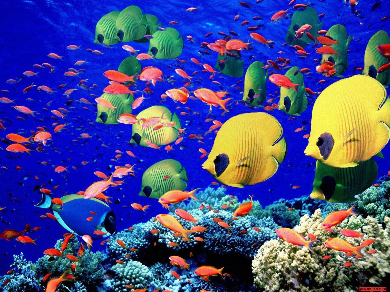 Aquarium 2 Ocean Life 1600x1200 Deluxe Wallpaper. Ocean animals, Sea life wallpaper, Tropical fish