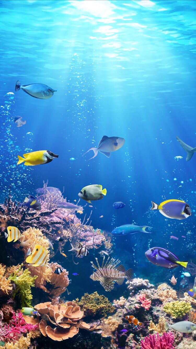 Underwater life wallpaper for your iPhone XR from Everpix. Underwater wallpaper, Sea life wallpaper, Ocean wallpaper