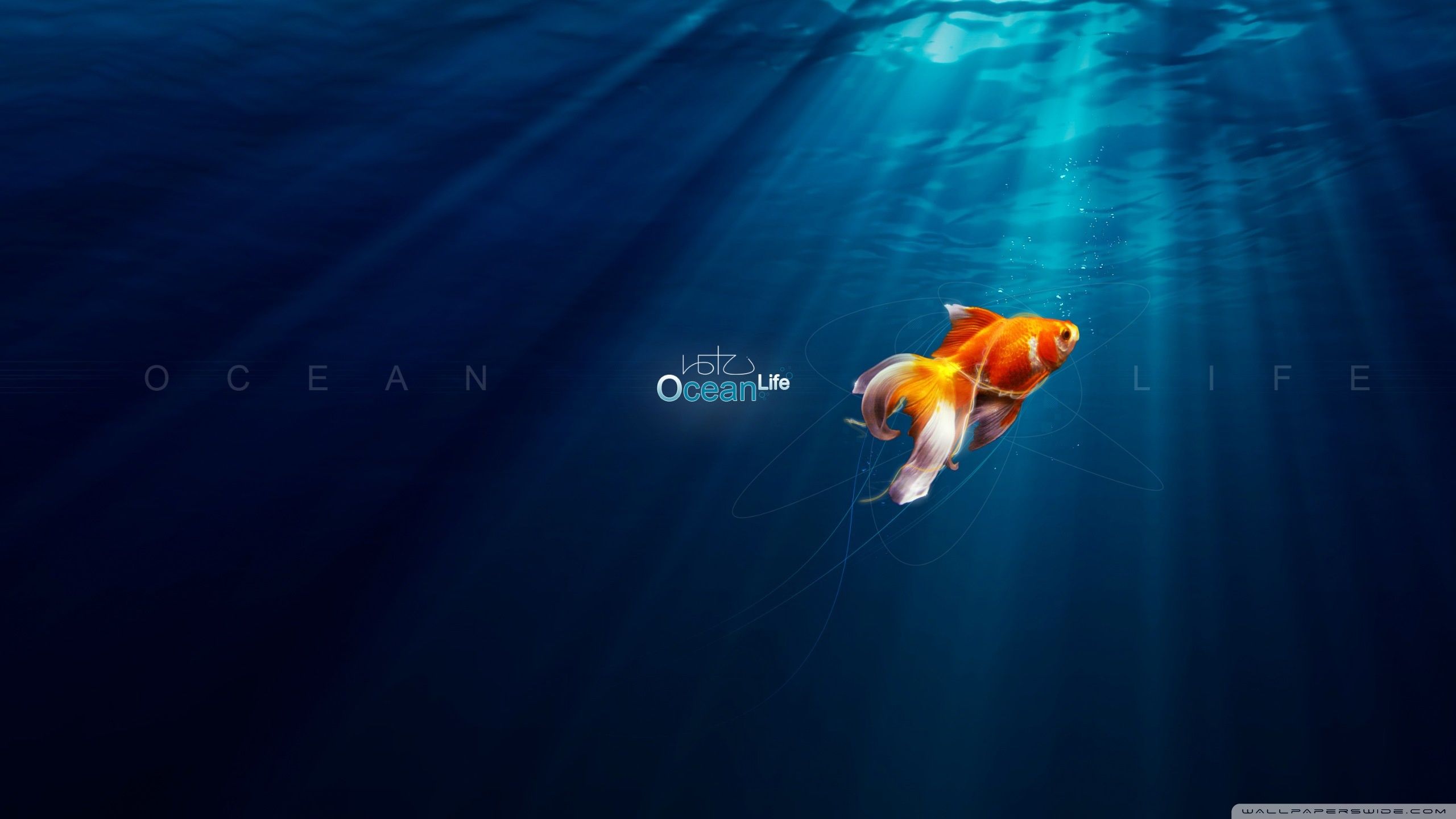 Ocean Life Ultra HD Desktop Background Wallpaper for: Multi Display, Dual Monitor, Tablet