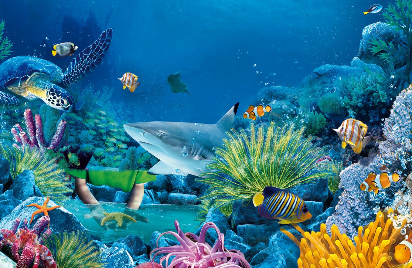 Free download Sea Life HD Wallpaper Background [1357x883] for your Desktop, Mobile & Tablet. Explore Ocean Life Wallpaper. Sea Life Wallpaper, Marine Life Wallpaper, Free Sea Life Wallpaper