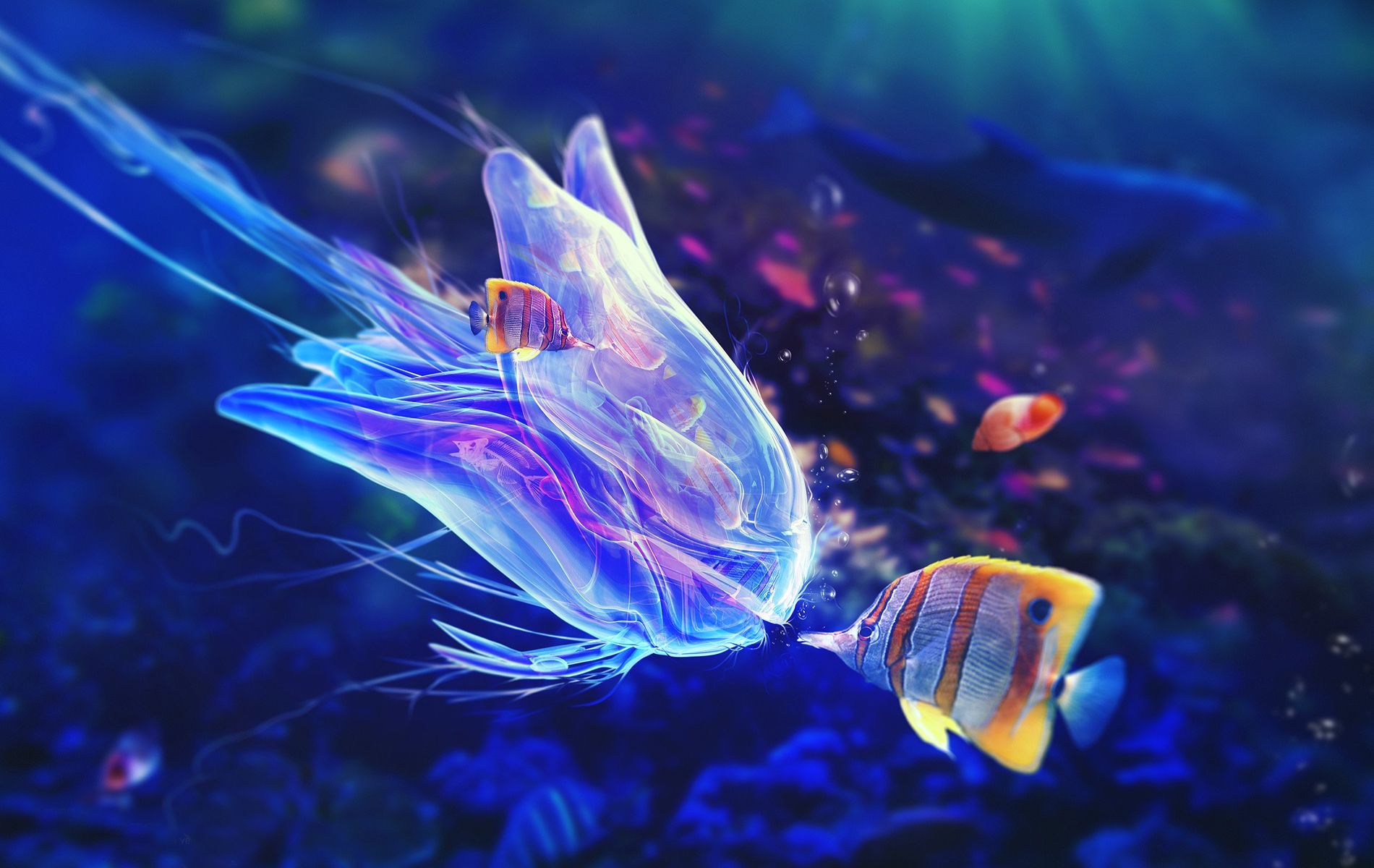 Ocean Life HD Image fish HD wallpaper widescreen